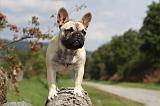 BOULEDOGUE FRANCAIS 679